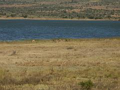 090517_Pilanesberg 080
